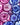 Mikroskopische Querschnittdarstellung von Beeren in Magenta und Dunkellila eingefärbt